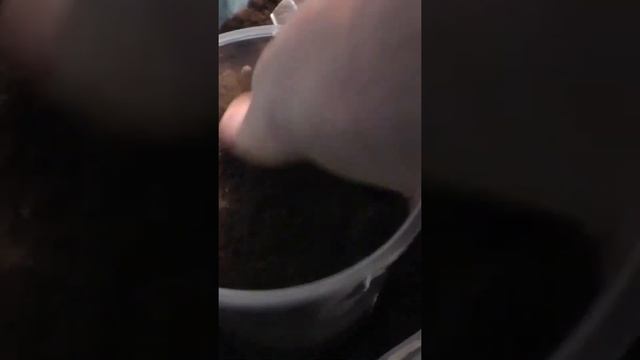 Как я вырастил кедр через рассаду из орешка
