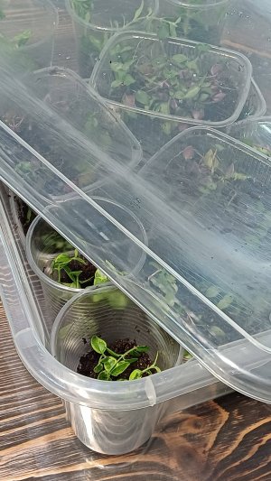 Как я укореняю черенки. Способы укоренения. Субстрат для укоренения черенков.