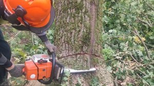 Валка дерева Дуб по направлению с бензопилой Stihl MS 361 топ