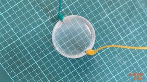 Выращиваем оловянное дерево в домашних условиях