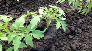 Выращивание безрассадных помидоров. Практический опыт.