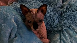 Фрагмент урока по окружающему миру "Животные домашние и дикие" 2 класс