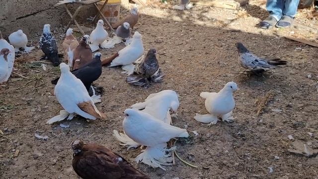 Сельские голуби. 26 10 2021г Туркменский район в гостях у Марата.Заводчика благодарненских .