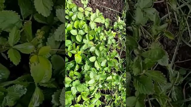 Дюшенея в год высадки начала плодоносить