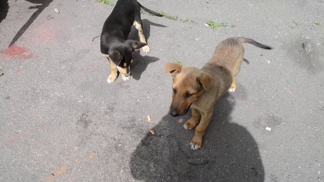 Ласковые щенки Видео для детей смотреть онлайн