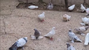 Сельские голуби. 28  06 2022 года, часть 3. Тбилиси Грузия в гостях у Сосо. бойные голуби - лимонки.