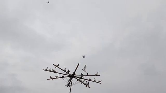 13 04 2021 года.Голуби узбекские,таджикские,бухарские бойные. Батыра,г Новоалександровск.