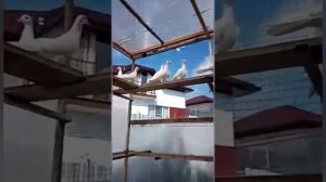 сельские голуби.03 11 2021г Новороссийск голуби Сергея Алексеевича.