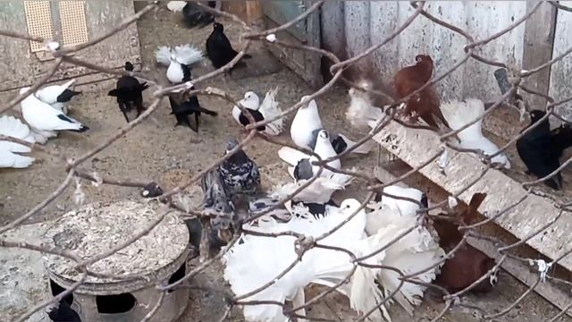 Сельские голуби.С праздником победы,в гостях у Алексея Ивановича.