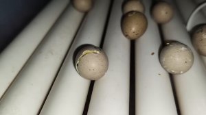 А он еще не вылупился?!