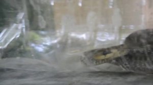 Змея в бутылке