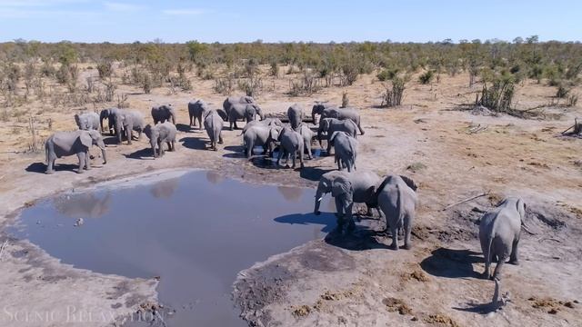 Дикая природа Африки - живописный расслабляющий фильм с африканской музыкой!...