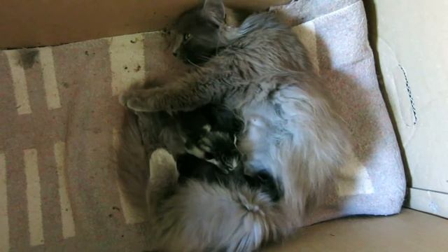 27.04.2021. Россия. Краснодарский край. Мярка и котята. Котятам 4 дня смотреть онлайн