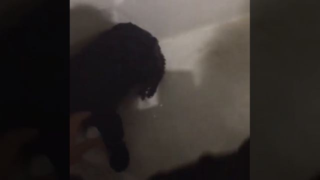 Мы его нашли в лесу и он отправился к папе на работу смотреть онлайн