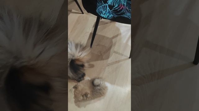 Щенки