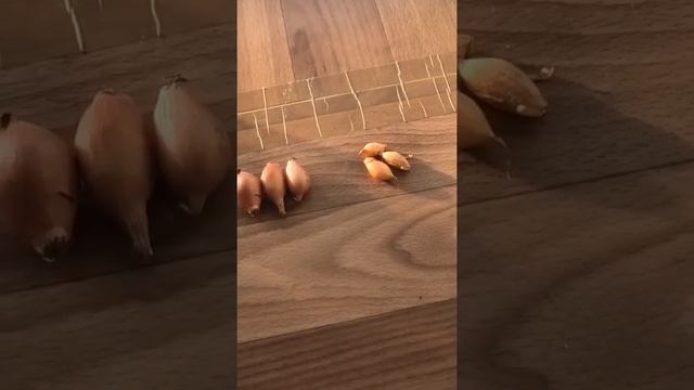 Как лучше хранить мелкий и крупный севок