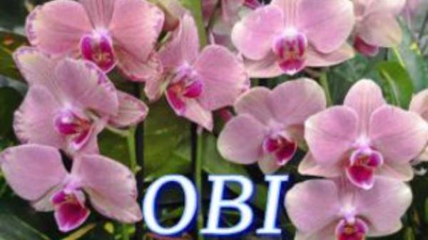 №988/ СВЕЖИЕ, чудесные ОРХИДЕИ в OBI
