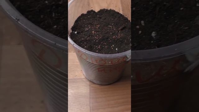Как сею дюшенею на рассаду