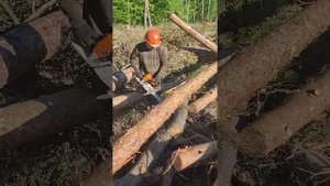 Валка дерева в волоке Stihl MS 361