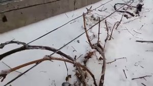 Длинорукавная формировка кустов Наш опыт Шакуров Радик. Ульяновская область