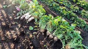 Убираю репу и редьку, итоги сезона.