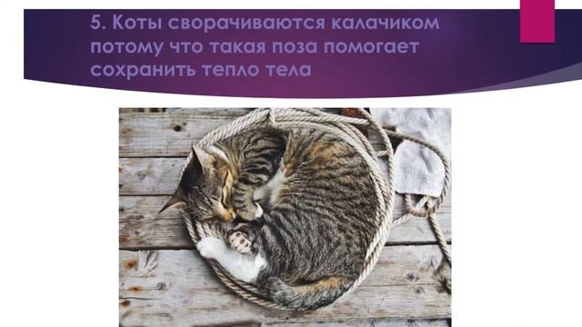 7 шокирующих фактов о поведении котов