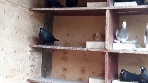 Сельские голуби.В гостях у Алексея Борисовича, с Арзгир.