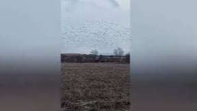 Долгожданные гуси 2024 года, сезон весенней охоты, крик души. смотреть онлайн