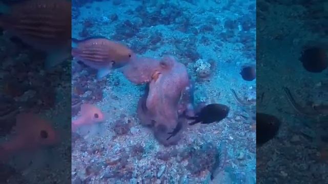 Octopus Fight Octopus Fight