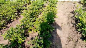 Обрабатываю🥔🥔🥔 КАРТОФЕЛЬ от Колорадских Жуков средством КОРАДО.  29 июня 2023г.💖