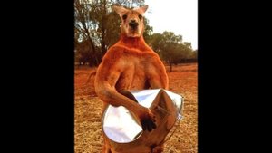 Фотоприколы.