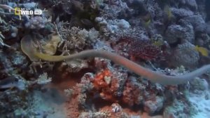 Самые опасные змеи в мире