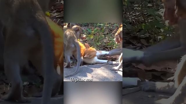 The monkeys caught the cat. смотреть онлайн
