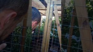 Орловский турман. Мечты сбываются!