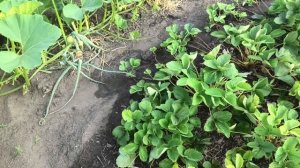 Оставил нужное количество усов клубники для размножения