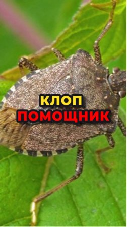 Клоп помощник