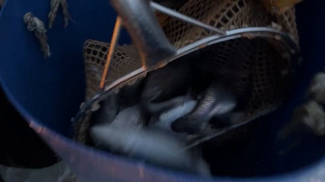 Приход форели