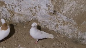 Сельские голуби. 1 03 2022 года в гостях у Александра, село Арзгир.Голуби шейки, красные, мраморные.