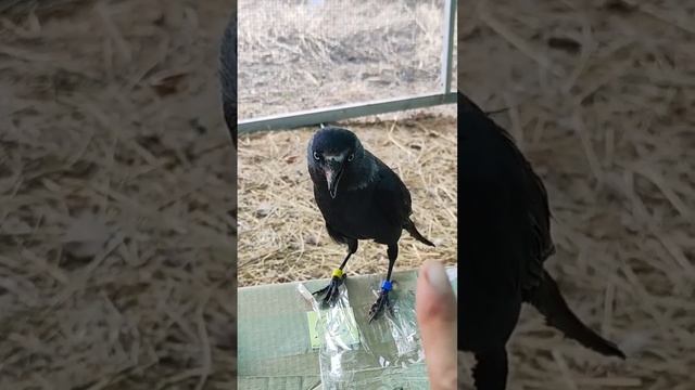 А кушать здесь дают?