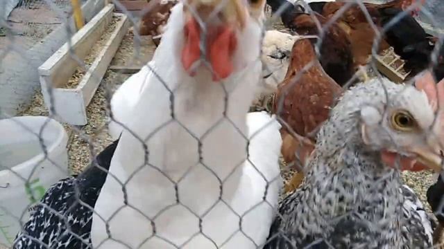 Мои умные курочки