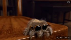 Паук Лукас. Привет, меня зовут Лукас.