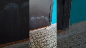 Хорошее средство против меток собак и кошек