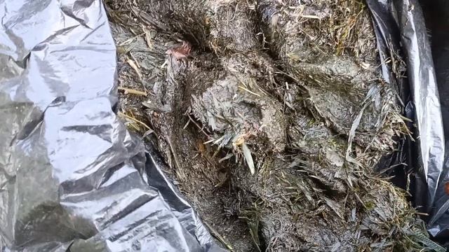 Бесплатное удобрение для голубики...