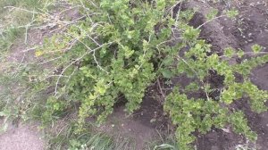Как я пересаживал взрослые кусты смородины и крыжовника