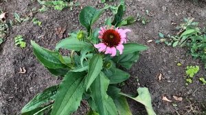 Моя эхинацея из семян начала цвести