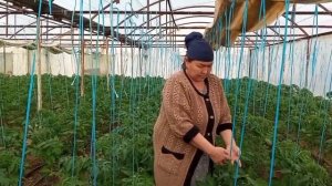 13 02 2022 Иссикхонада помидор етиштириш сирлари ва агротехник чора тадбирлар
