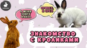 Бургундская и калифорнийская порода кроликов в антикафе с кроликами Зайкафе