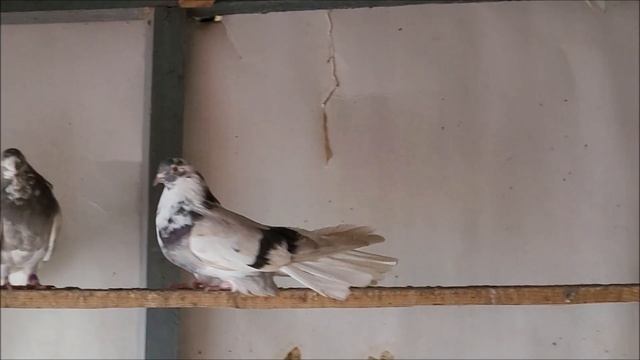 Сельские голуби. 03 01 2022 год село Донское, Николаевские сизые, в гостях у Вячеслава. смотреть онлайн