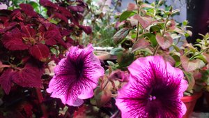 Зимняя теплица