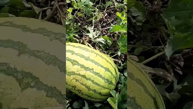 Почему я не применяю химикаты на участке
